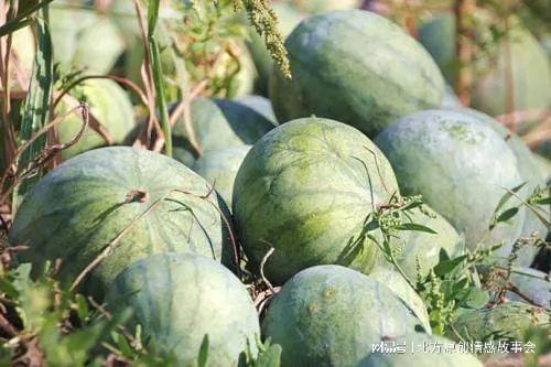 甘肃陇南康县吃瓜网红,网红带你尝鲜陇南美味 第3张 甘肃陇南康县吃瓜网红,网红带你尝鲜陇南美味 第3张